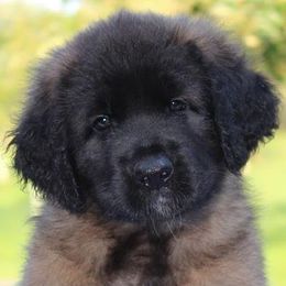 Finnish Lapphunds and Leonbergers from Legendary Leonbergers and Finnish Lapphunds