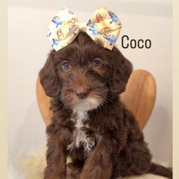 Coco - Chocolate female Australian Labradoodle puppy in Arden, North Carolina from Kismet Labradoodles