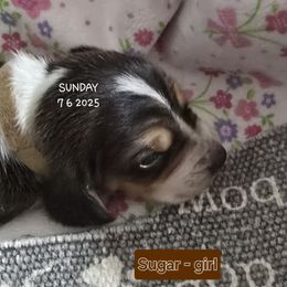Sugar - White black and red female Basset Hound puppy in Moore, Oklahoma from Boomer Basset Hound Babies