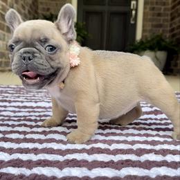 Celeste - Blue fawn female French Bulldog puppy in Willis, Texas from Maranda Cianceruso