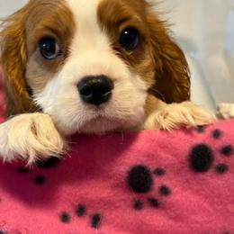 Stan - Blenheim male Cavalier King Charles Spaniel puppy in Ocala Fl, Florida from Encore Cockers