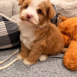 Jacob - Caramel male Australian Labradoodle puppy in Nashville, Tennessee from SF Australian Labradoodles