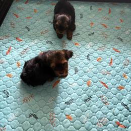 Yorkshire Terrier puppies from Lulus toy poodles