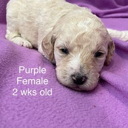 Labradoodle Puppies from Doodle Bug Love