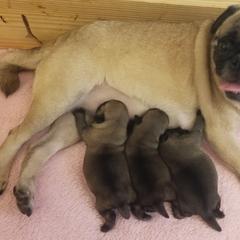 Gloria - Pug