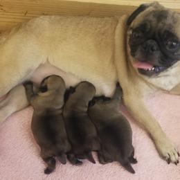 Gloria - Pug