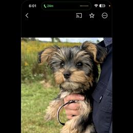 Morkie Puppies from The Morkie Mom