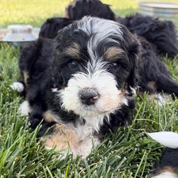Grey Collar Boy - Tri-color male Bernedoodle puppy in Ogden, Utah from Salty Point Doodles
