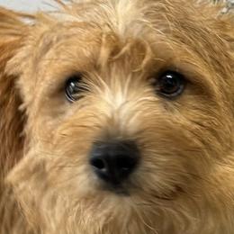 Norwich Terriers from Parker Place  Puppies (Mini schnauzers and Norwich Terriers)