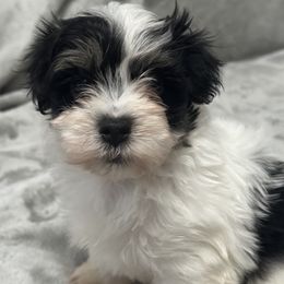 Lee - Black and white male Havanese puppy in Lawrenceville, Georgia from Alchemy Havanese