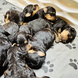 Girl 2 - female Airedale Terrier puppy in Branch, Michigan from Aim High Airedales & German Shorthaired Pointers
