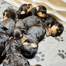 Girl 2 - female Airedale Terrier puppy in Branch, Michigan from Aim High Airedales & German Shorthaired Pointers