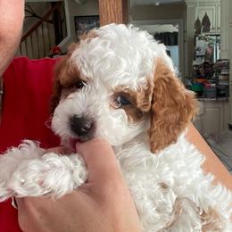 Boy 3 - Blenheim male Cavapoo puppy in Mc Connellsburg, Pennsylvania from Mumma’s Standard Poodles