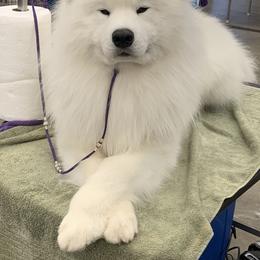 Samoyed Puppies from Velvet Sky Samoyeds (Puppies Due 3/26/22) Accepting applications now