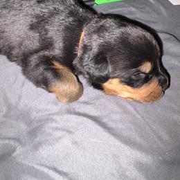 Orange girl - Black and mahogany female Rottweiler puppy in Colorado Springs, Colorado from Von Locher Rotties