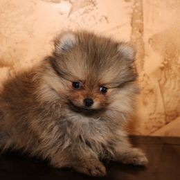 Roxy - Orange sable female Pomeranian puppy in Corpus Christi, Texas from Crown Rose Pomeranians
