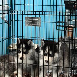 Siberian Huskies from Pawsitively Huskies