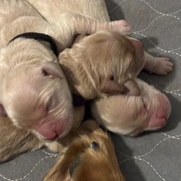 Donner - Golden male Golden Retriever puppy in Peoria, Arizona from Westwing Retrievers