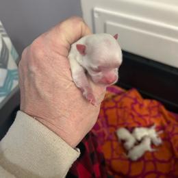 Calico - White female Maltese puppy in Newaygo, Michigan from Dawn's Maltese