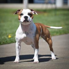 Bougie - Staffordshire Bull Terrier