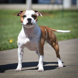 Bougie - Staffordshire Bull Terrier