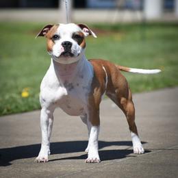 Bougie - Staffordshire Bull Terrier