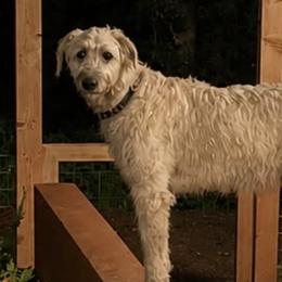Irish Wolfhounds from Juniper Creek Irish Wolfhounds