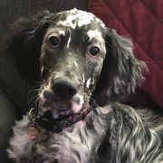 English Setters and Irish Setters from Tenacity Setters