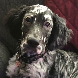 English Setters and Irish Setters from Tenacity Setters