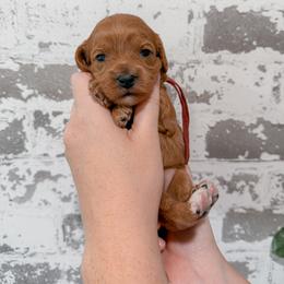 Maple - Red female Cavapoo puppy in Mayo, Florida from Kingston’s Cavaliers