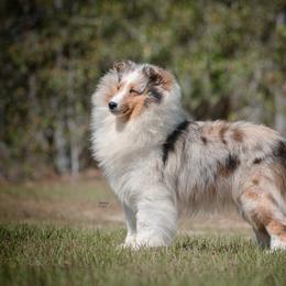 Poala - Shetland Sheepdog
