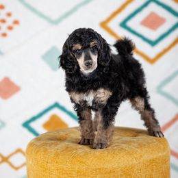 Poodle Puppies from Setting the Standard Poodles
