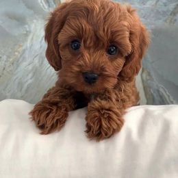 Cavapoos and Poodles from Premier Paws