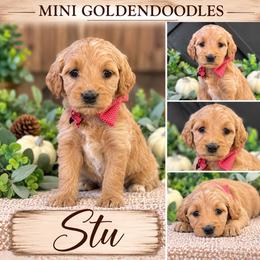 Stu - Apricot male Goldendoodle puppy in St Anthony, Idaho from Diamond H Puppies