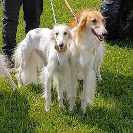 Silken Windhounds from Heathen Hounds