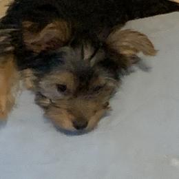 "Manny " Yorkshire Terrier Puppies from Coursey’s Yorkies