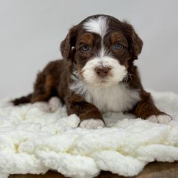 Brew - Tri-color male Bernedoodle puppy in Fleming, Colorado from Vandenbark Doodles