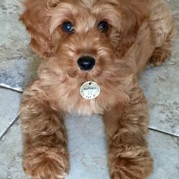 Goldendoodle Puppies from Northwoods Goldendoodles