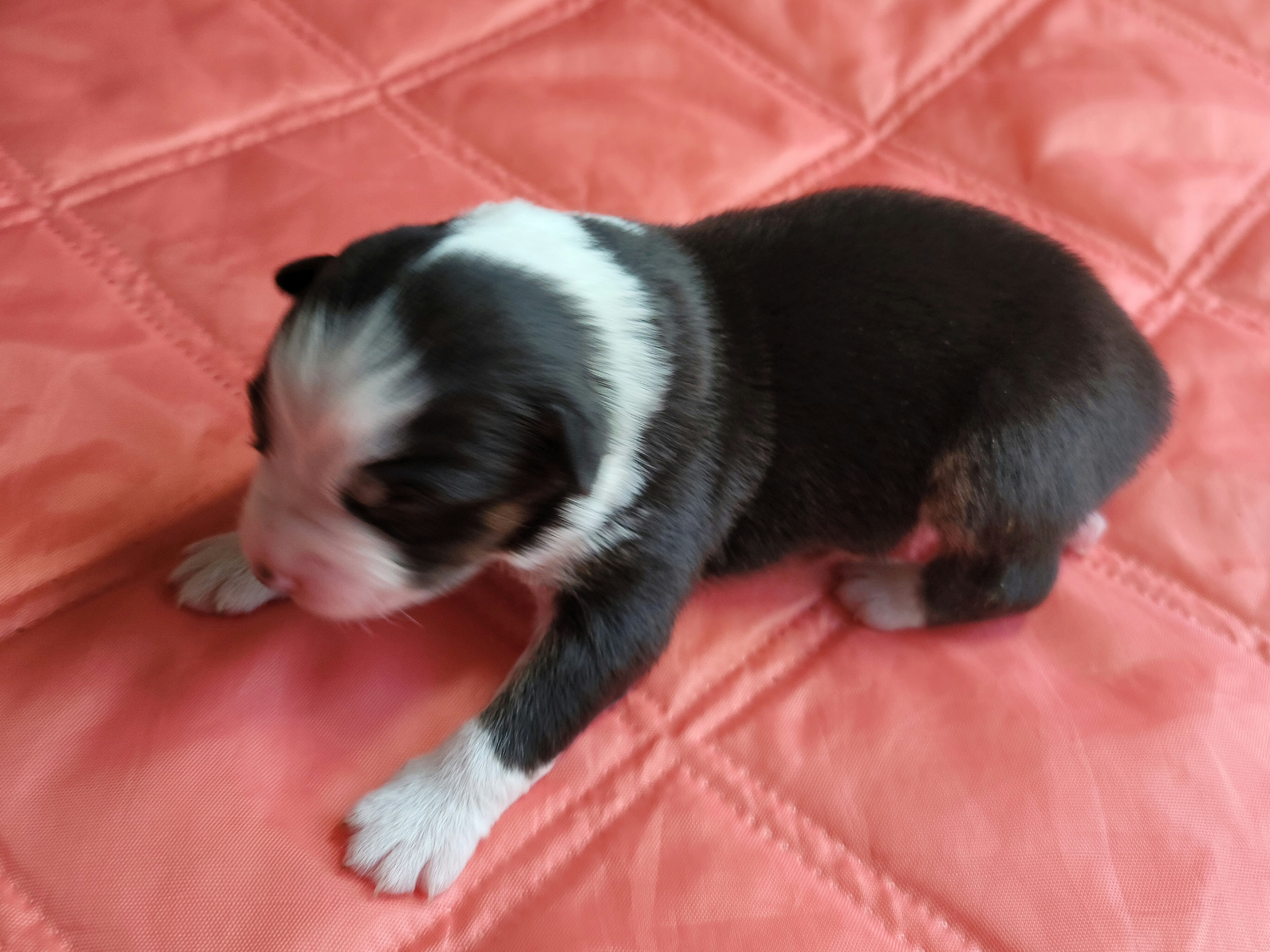 Australian Shepherd Puppies from Blissful Aussies