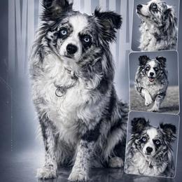 Matilda - Toy Australian Shepherd