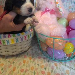 Girl 5 Pink - Black rust and white female Bernese Mountain Dog puppy in Pittston, Pa, Pennsylvania from Emma-Mada's Old Thyme Berners