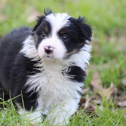 Blk male tri color - Black male Border Collie puppy in Tylertown, Mississippi from Cool Meadow Farms