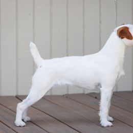 Ellie - Jack Russell Terrier