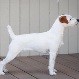 Ellie - Jack Russell Terrier