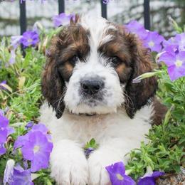 Saint Berdoodle Puppies from My Darling Doodles/St. Berdoodles of WNY
