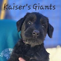 Girl 1 - Black female Giant Schnauzer puppy in Billings (Bil), Montana from Kaiser's Giants