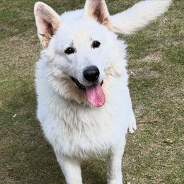 Berger Blanc Suisse and German Shepherd Puppies from Scenic Creek German Shepherds and White Swiss Shepherds