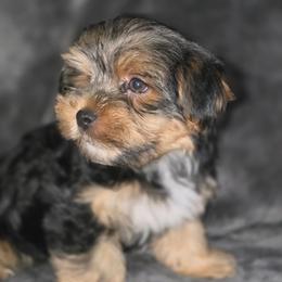 Traditional boy 2 - Black and tan male Yorkshire Terrier puppy in Thornville, Ohio from My precious yorkies