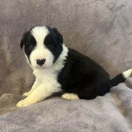 Chuck - Black and white male Border Collie puppy in Jonesboro, Arkansas from Hampton Border Collies