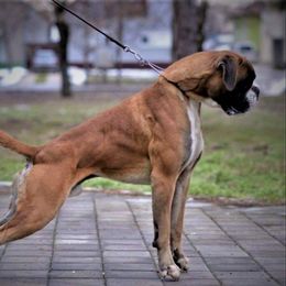 Esenin - Boxer